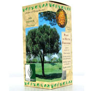 coffret botanique- pin parasol